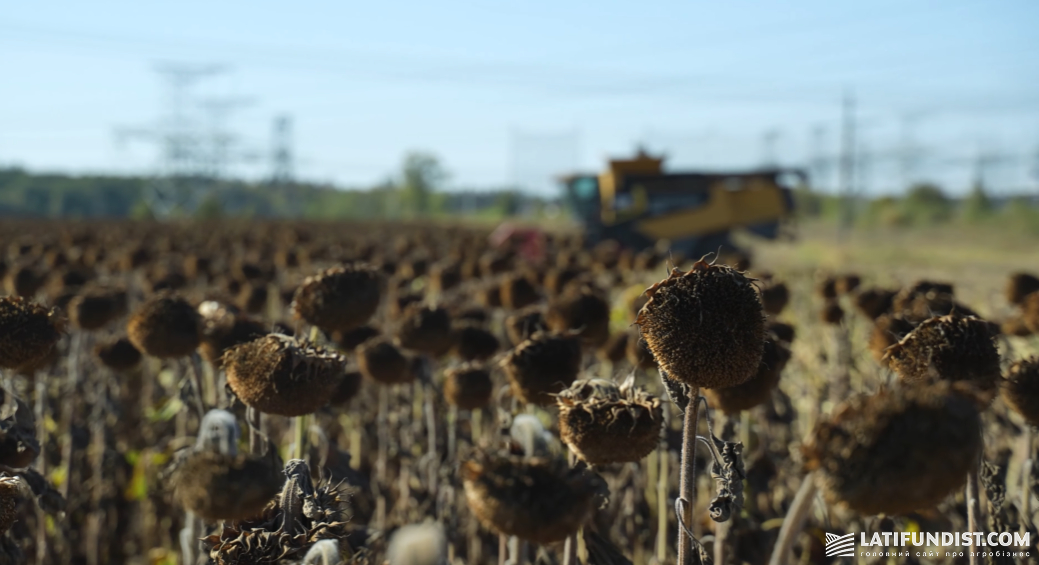Соняшник, поле TG Agro, вересень 2025 р.