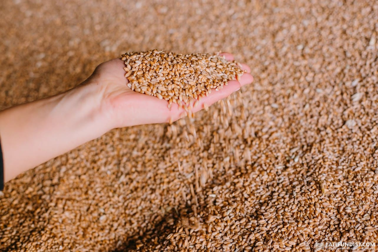 Врожай пшениці, елеватор ГК «Прометей»