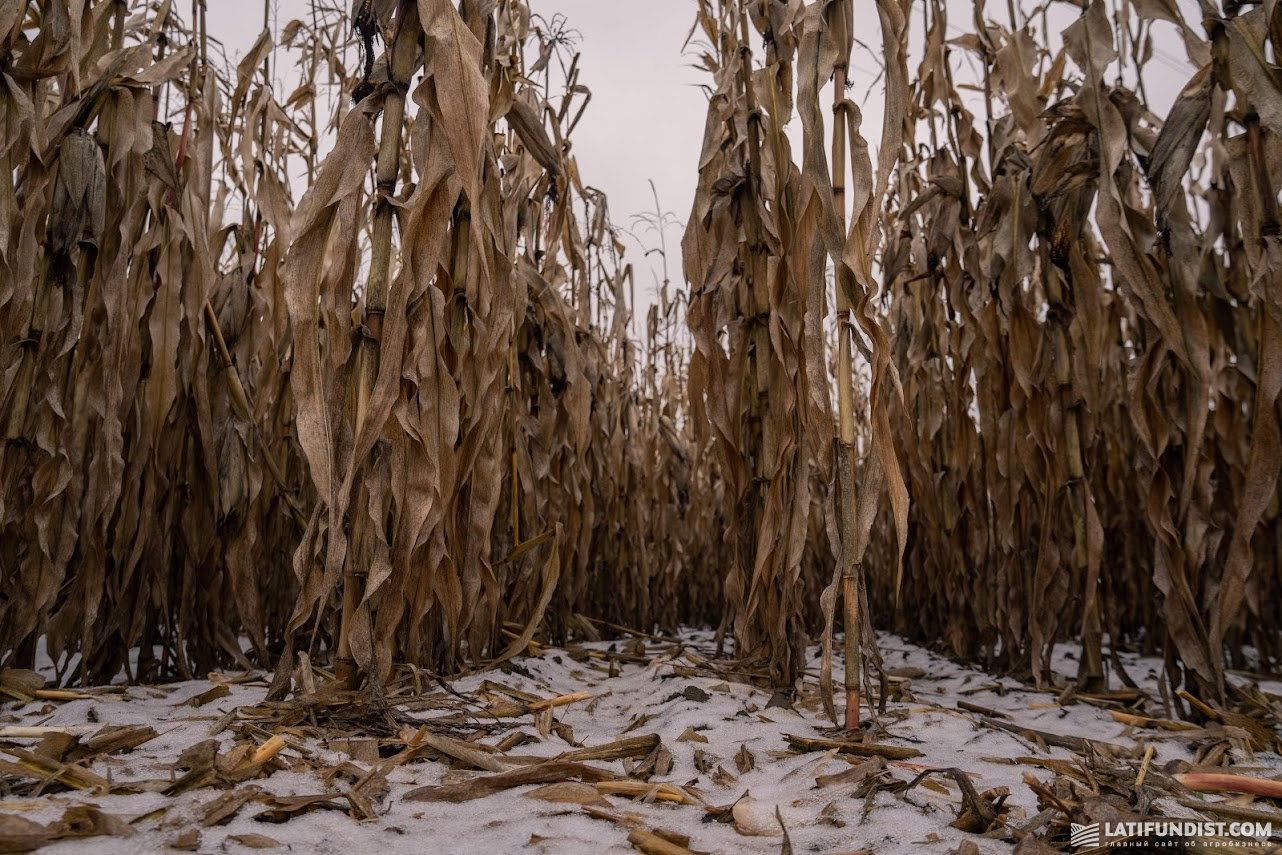 Зимівля кукурудзи в полі