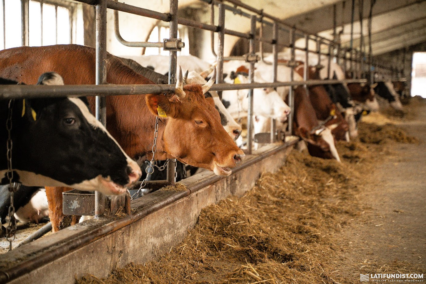 Худоба на МТФ