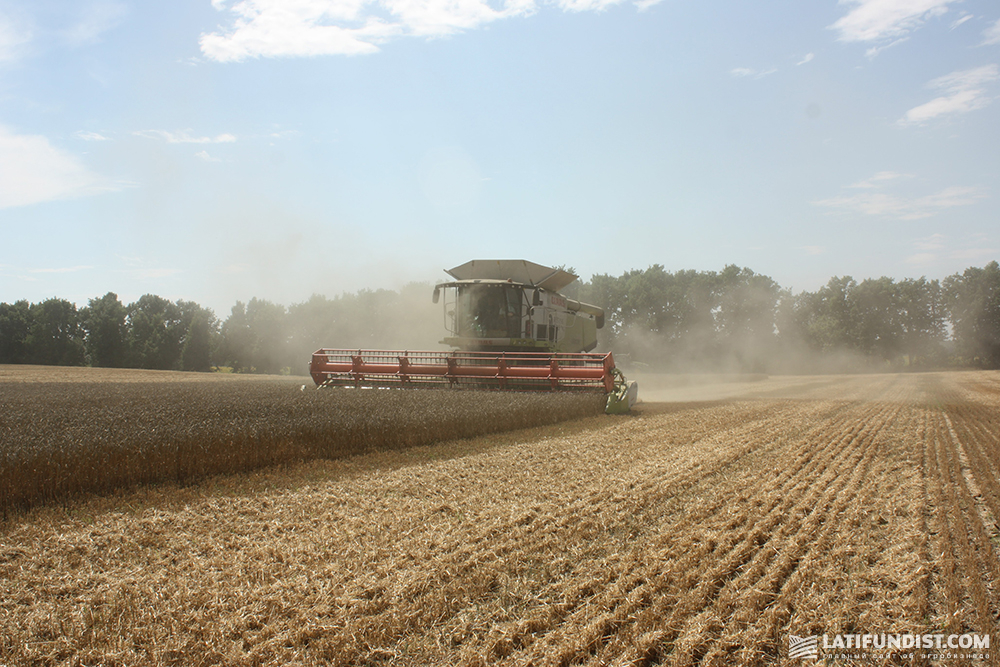 Wheat harvesting in Ukraine