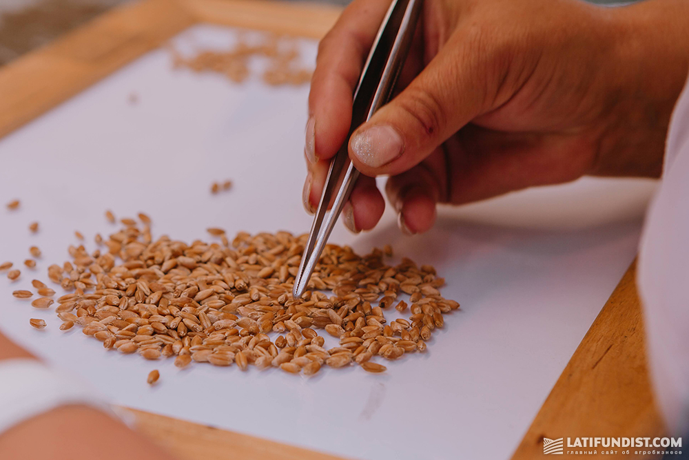 Wheat sampling in a laboratory