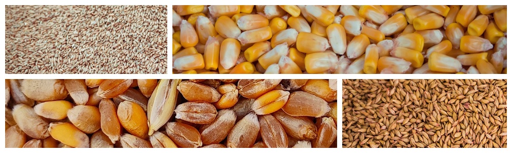 Rye, corn, wheat and barley produced in Ukraine