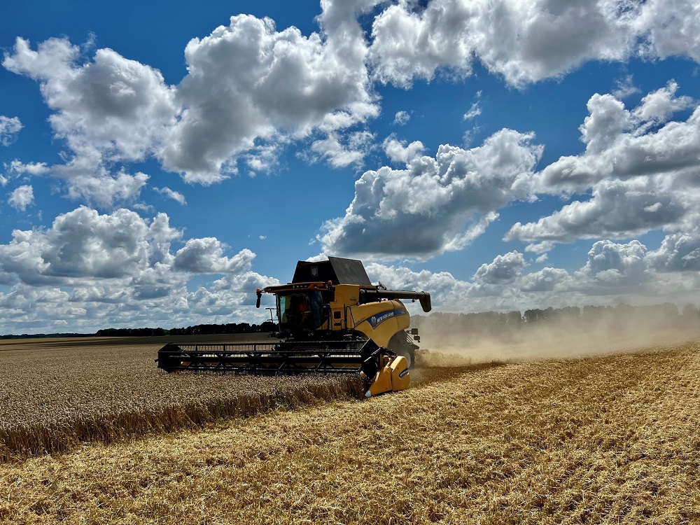 New Holland combine harvester is cutting winter wheat in IMC's fields. August 2022