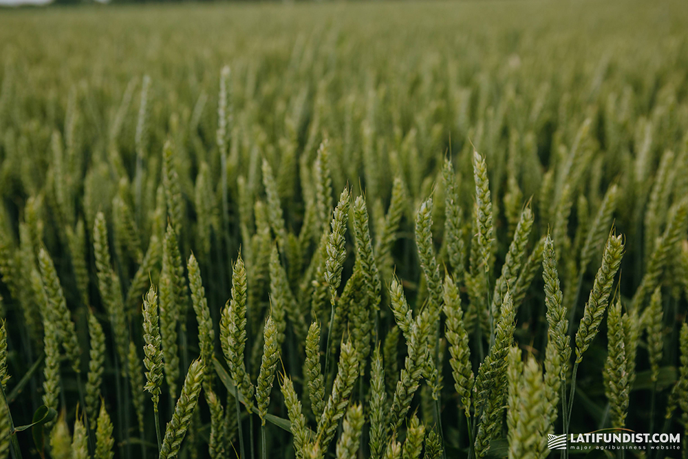 A field of spring wheat in Ukraine
