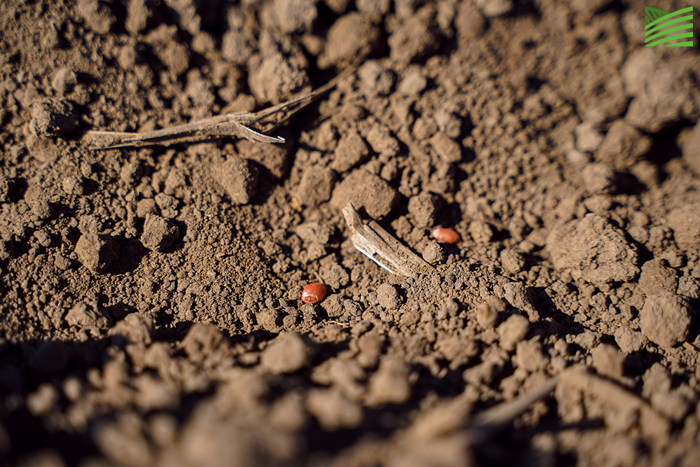 Winter wheat seeds in the field in Khmelnytskyi region, late September 2023