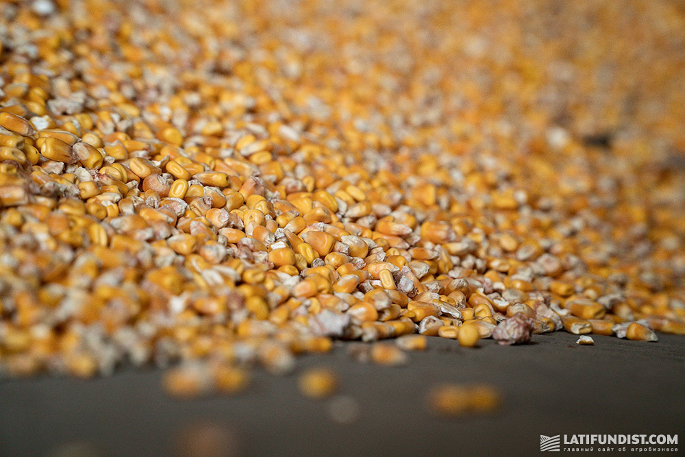 Кукурузное зерно