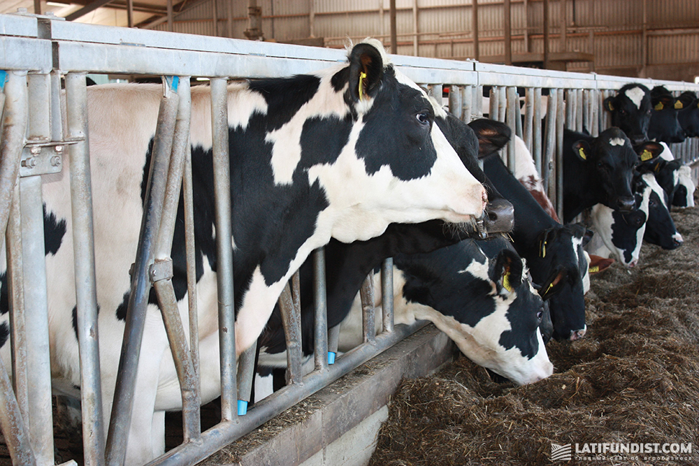 Holstein cattle