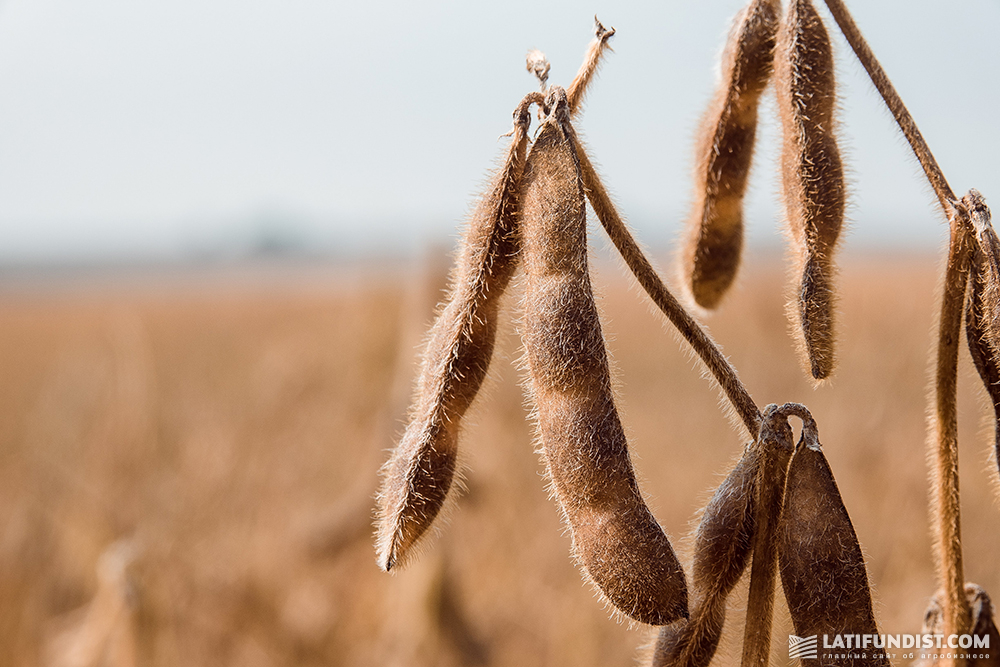 Soybean field in Ukraine