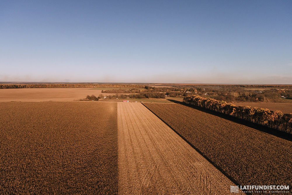 Corn field in Ukraine