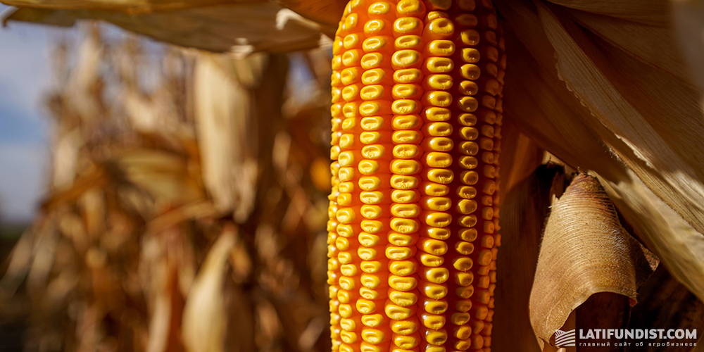 Corn field in Ukraine