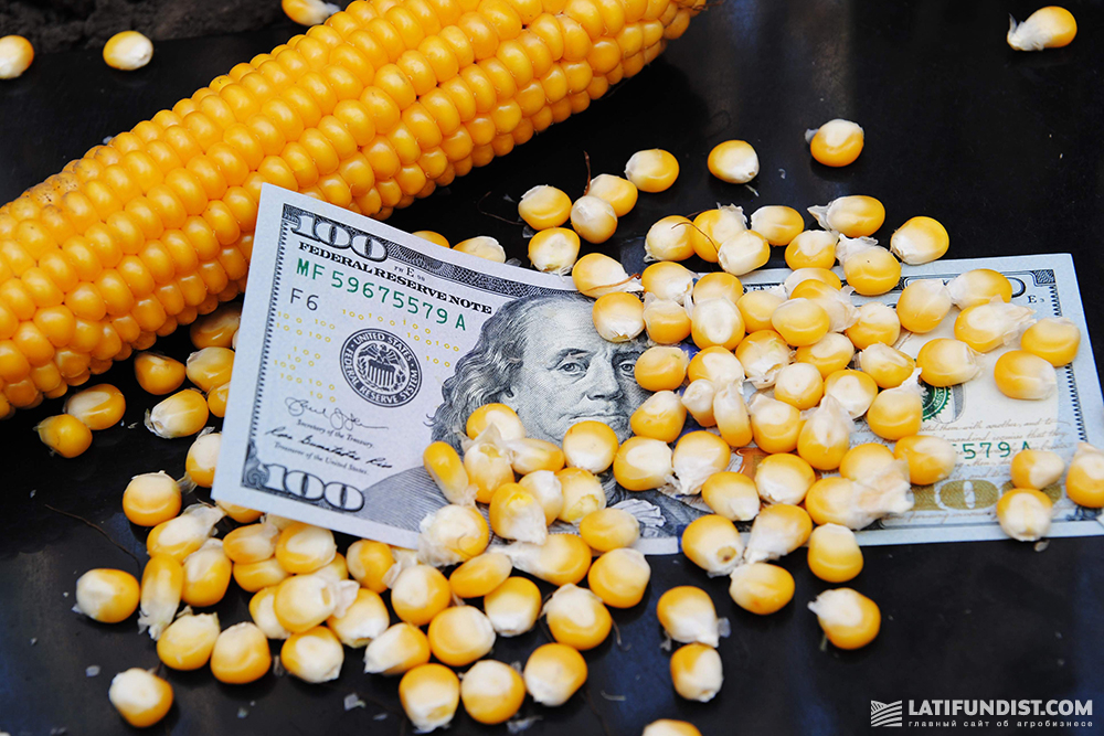 Corn grain and a USD 100 bill