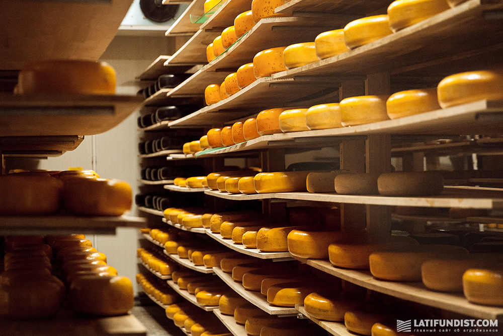 Cheese production in Ukraine
