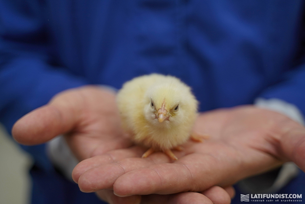 A chick at a poultry factory in Ukraine