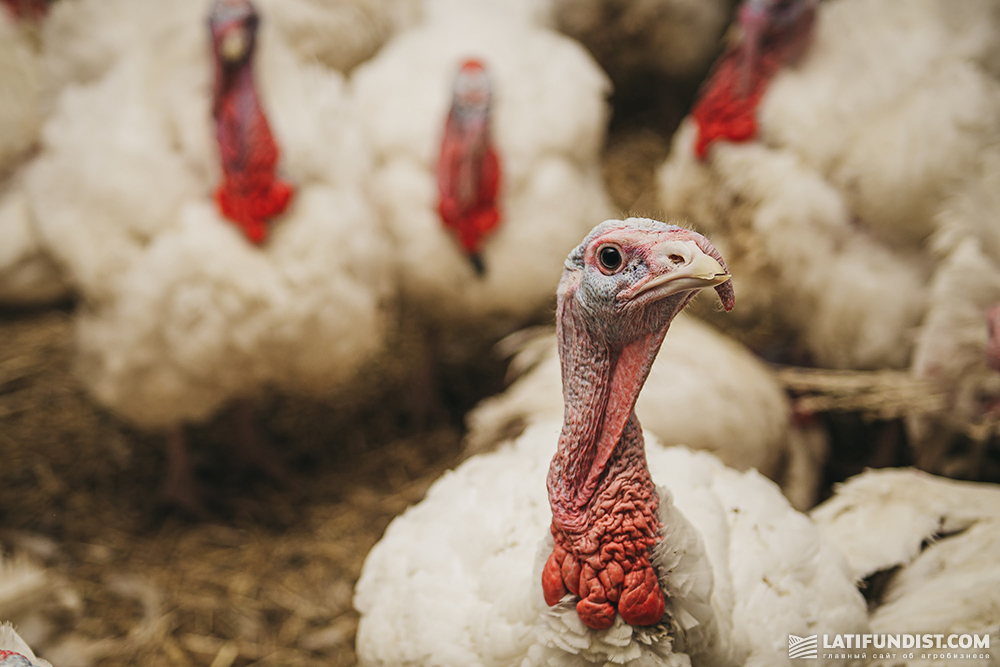 A turkey at a farm in Ukraine