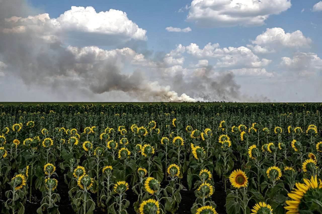 Поле соняшника у Запорізькій області, 8 липня 2025 року. Фото: Ukrinform/NurPhoto/Getty Images
