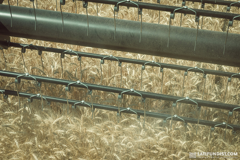 Wheat harvesting in Ukraine