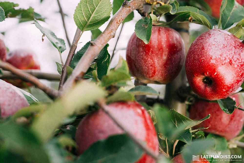 Apples