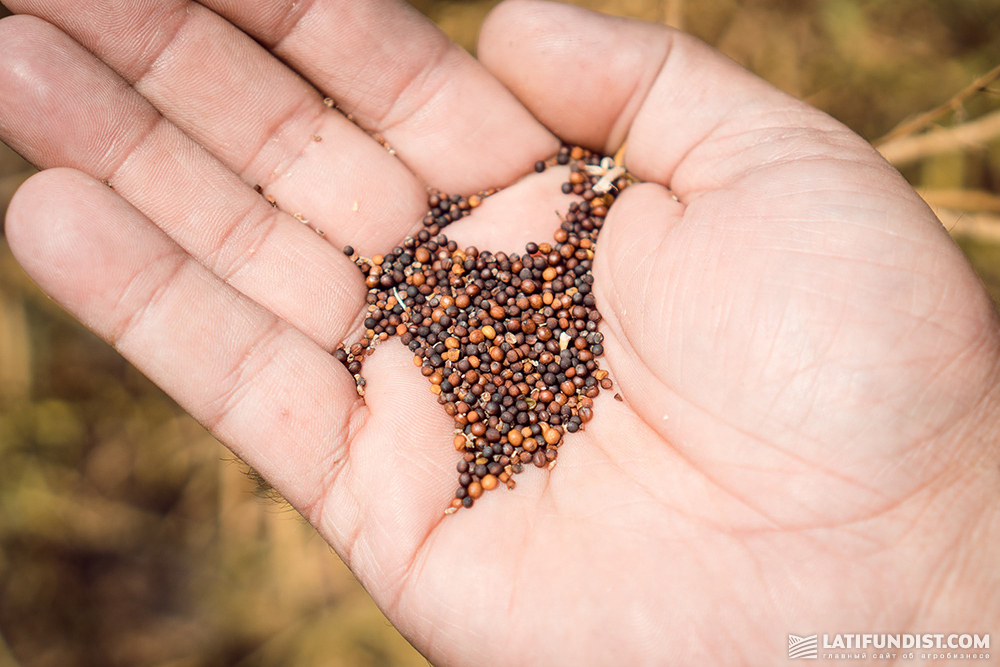 Rapeseed