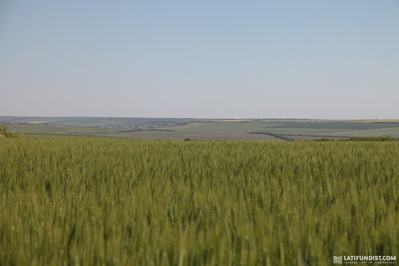 Пшеничне поле на півдні України