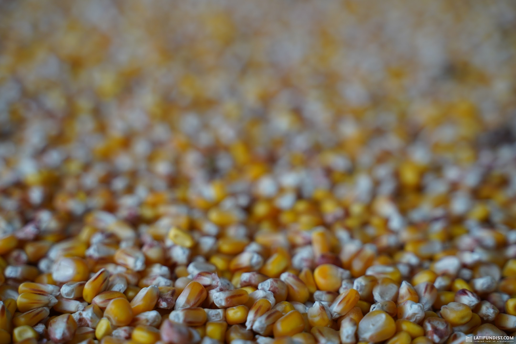 Сформували хороший врожай кукурудзи — на рівні 8-9 т/га.