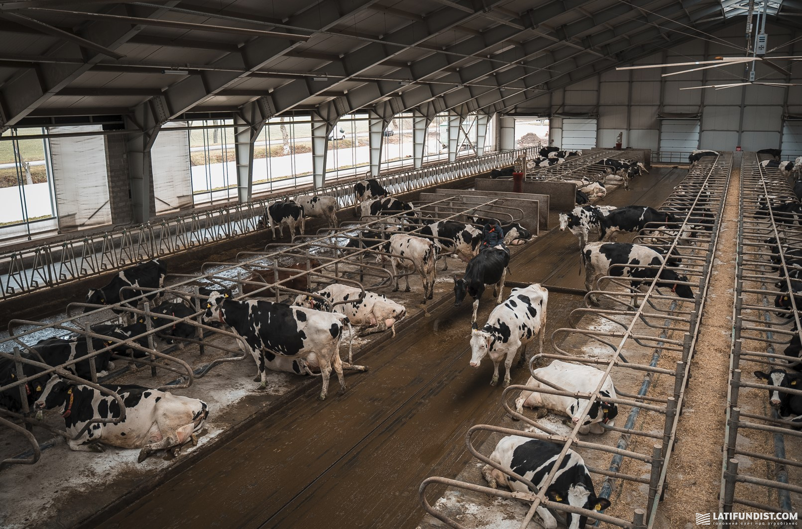 Молочна ферма ГК «Ерідон» Молочна ферма ГК «Ерідон»