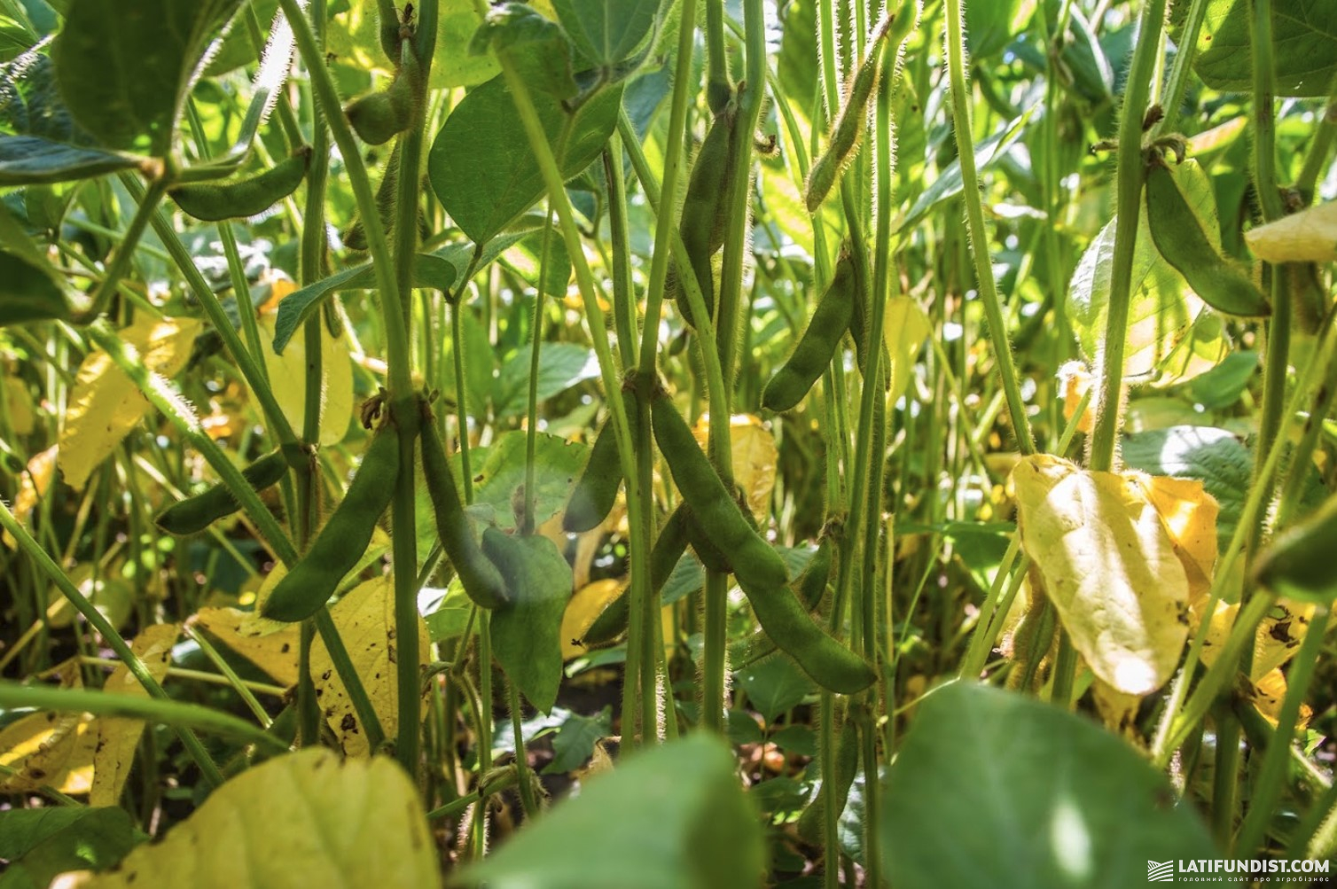 Соя в полі. Фото: Latifundist.com Соя в полі. Фото: Latifundist.com