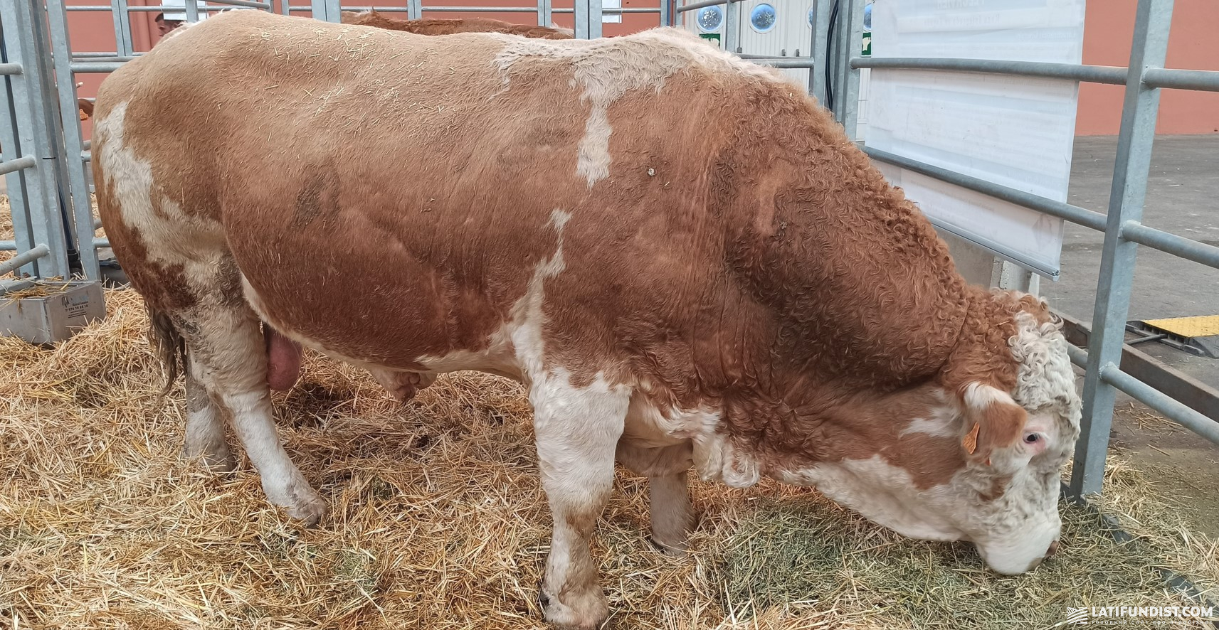 ВРХ м'ясних порід на виставці FAGAN в Іспанії