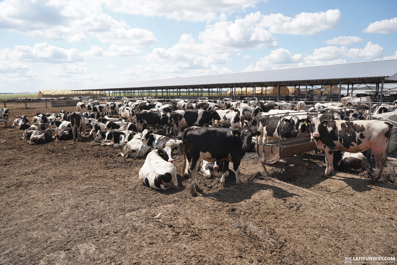 Худоба на МТФ