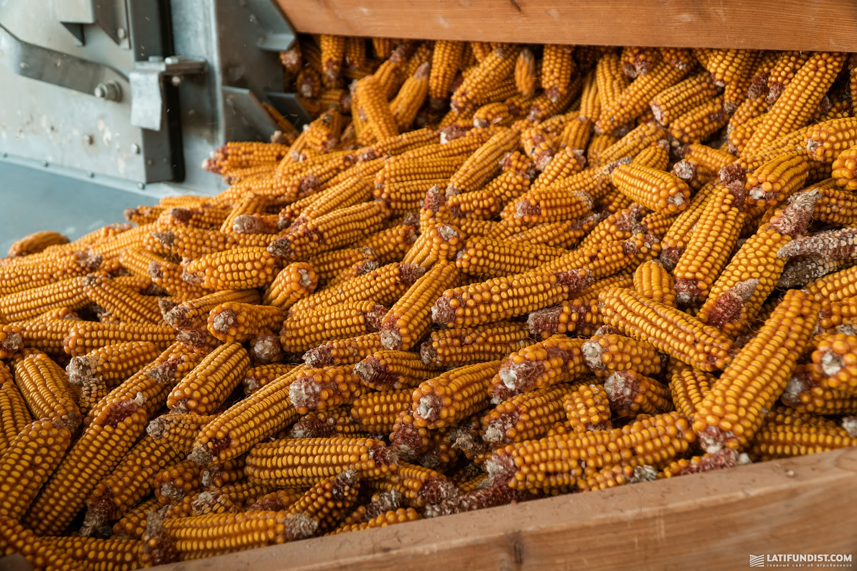 Кукуруза на Зарянском семенном заводе группы компаний Ukrlandfarming
