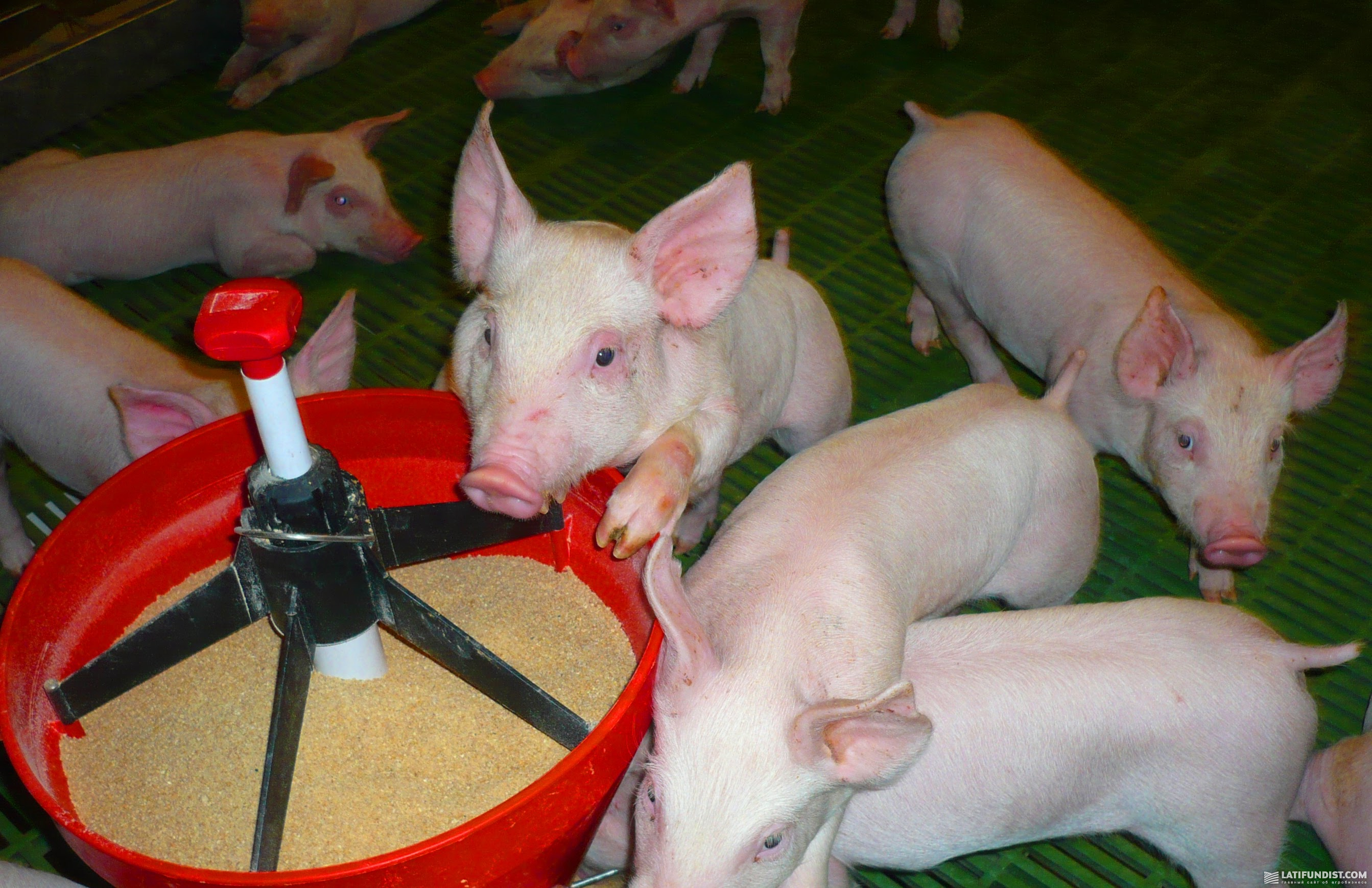 Відгодівля свиней кормами «АБМ-Трейд»