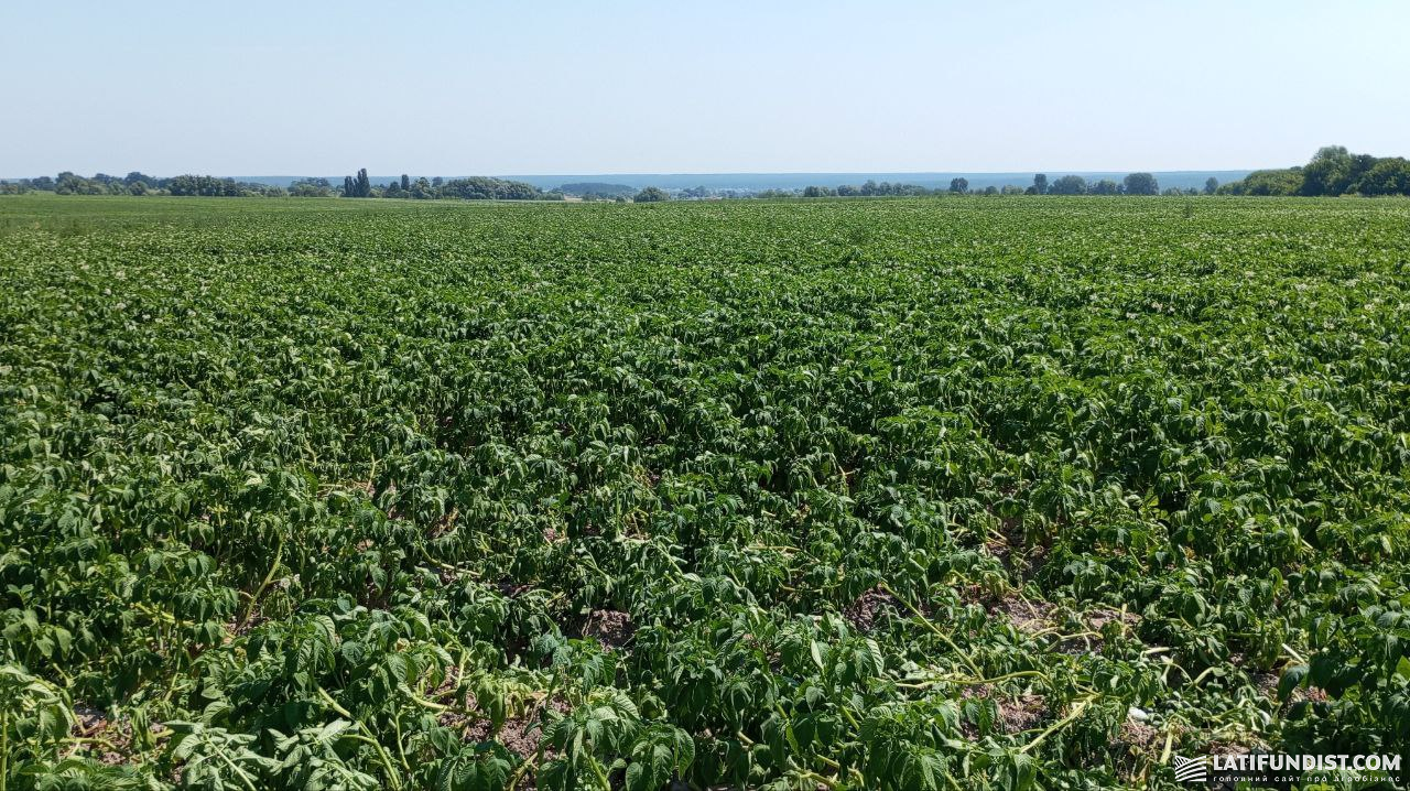 Поле картоплі «Green Guild Group» в Київській області Поле картоплі «Green Guild Group» в Київській області