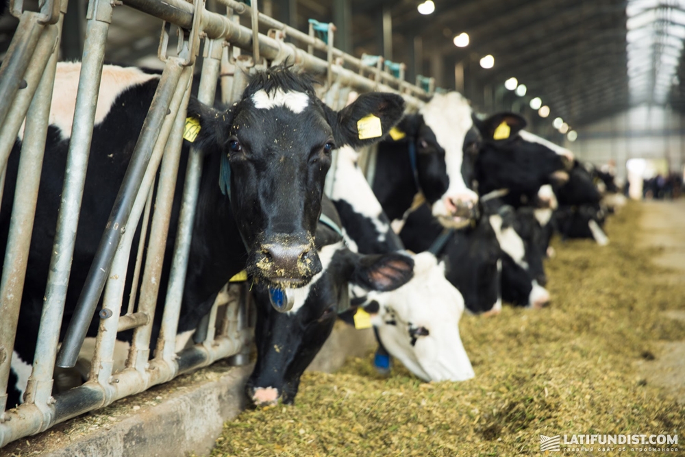 Рост поголовья крупного рогатого скота повлек за собой существенный рост потребления готовых кормов