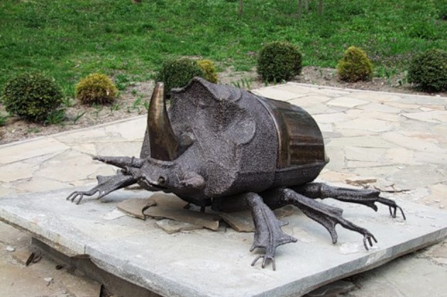 В Киеве есть свой жук-носорог