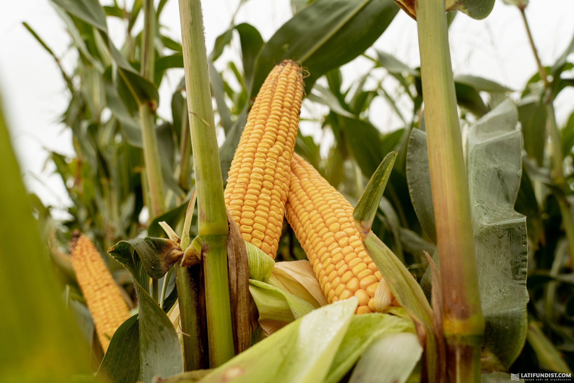 Corn field in Ukraine