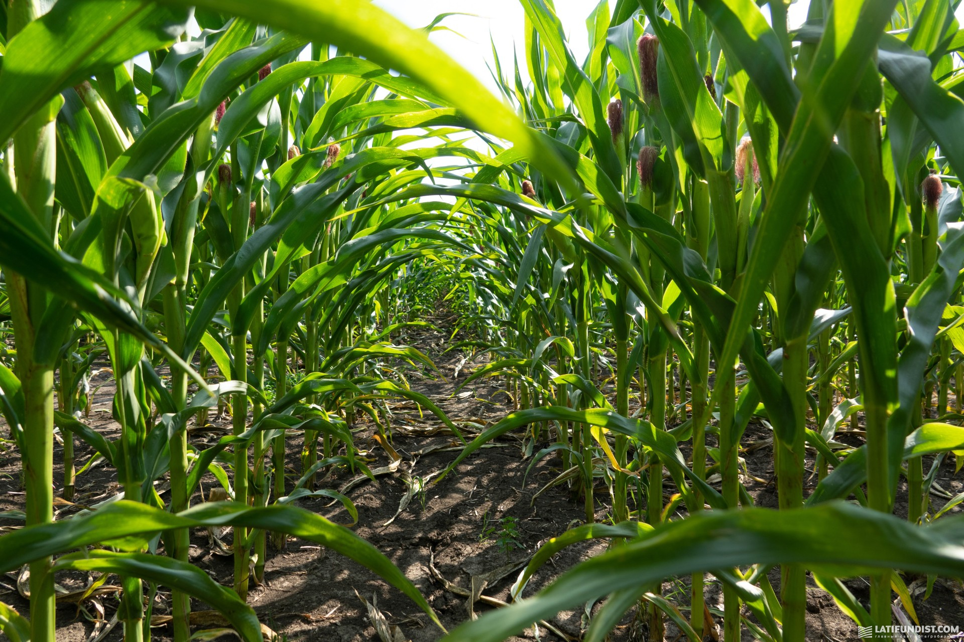 Corn field in Ukraine