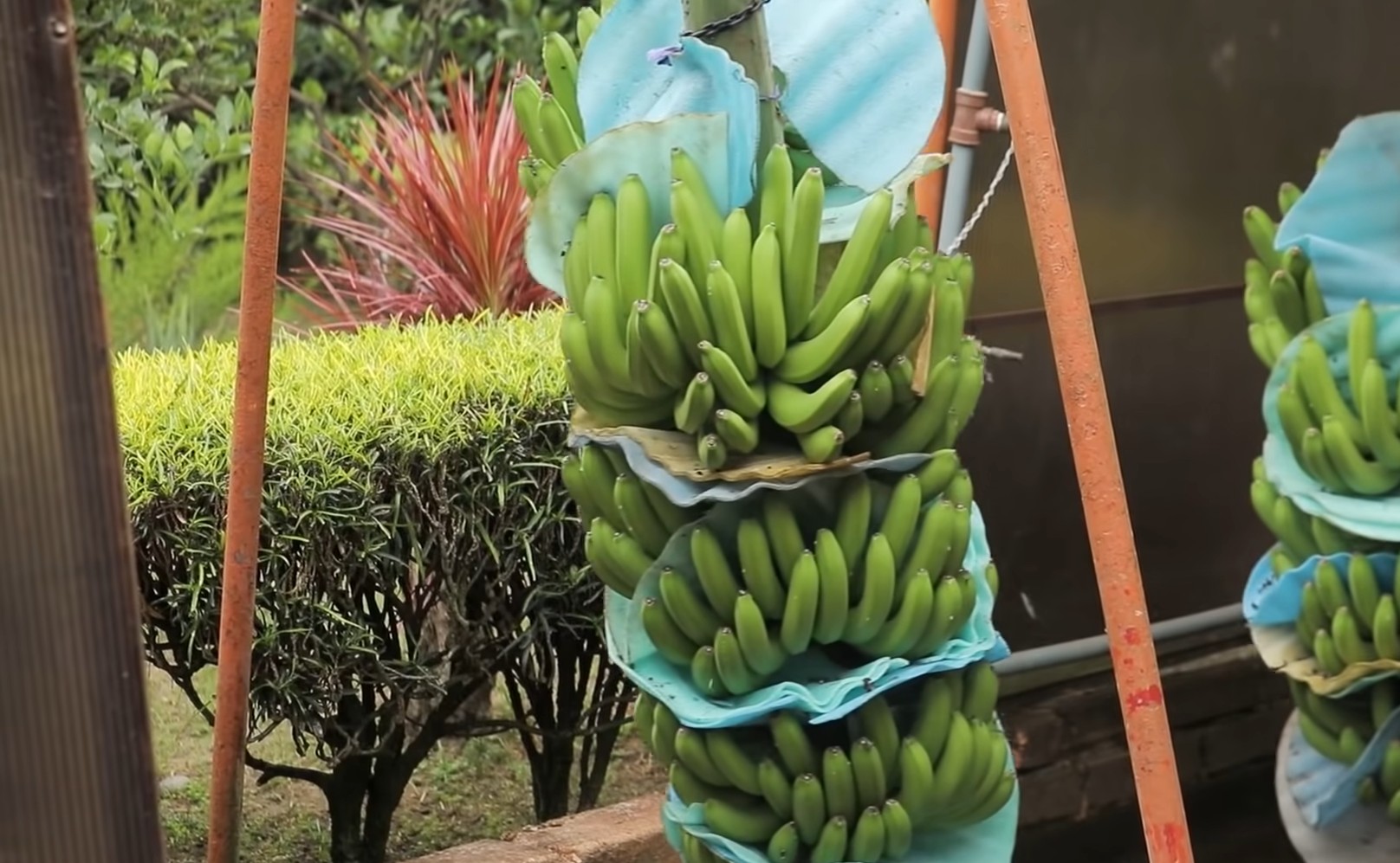 Щойно зрізані банани