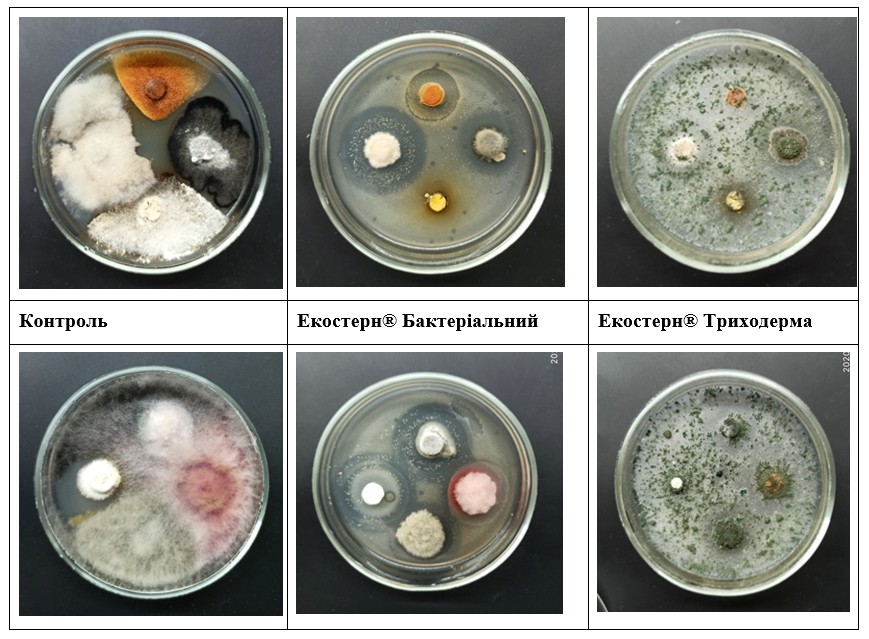 Воздействие различных марок деструкторов на развитие патогенных грибов 