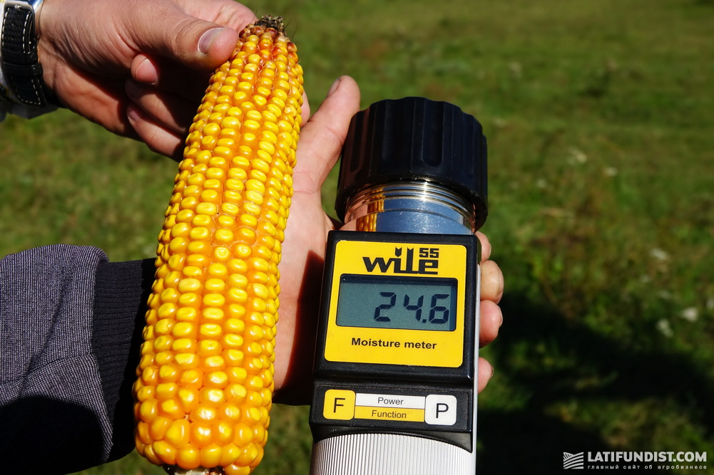 Замер влажности зерна кукурузы
