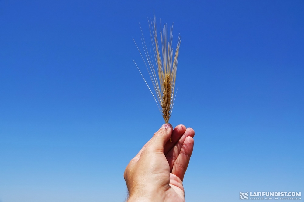 Отечественные сорта пшеницы куда более «закалены» для выращивания в природно-климатических условиях Херсонщины