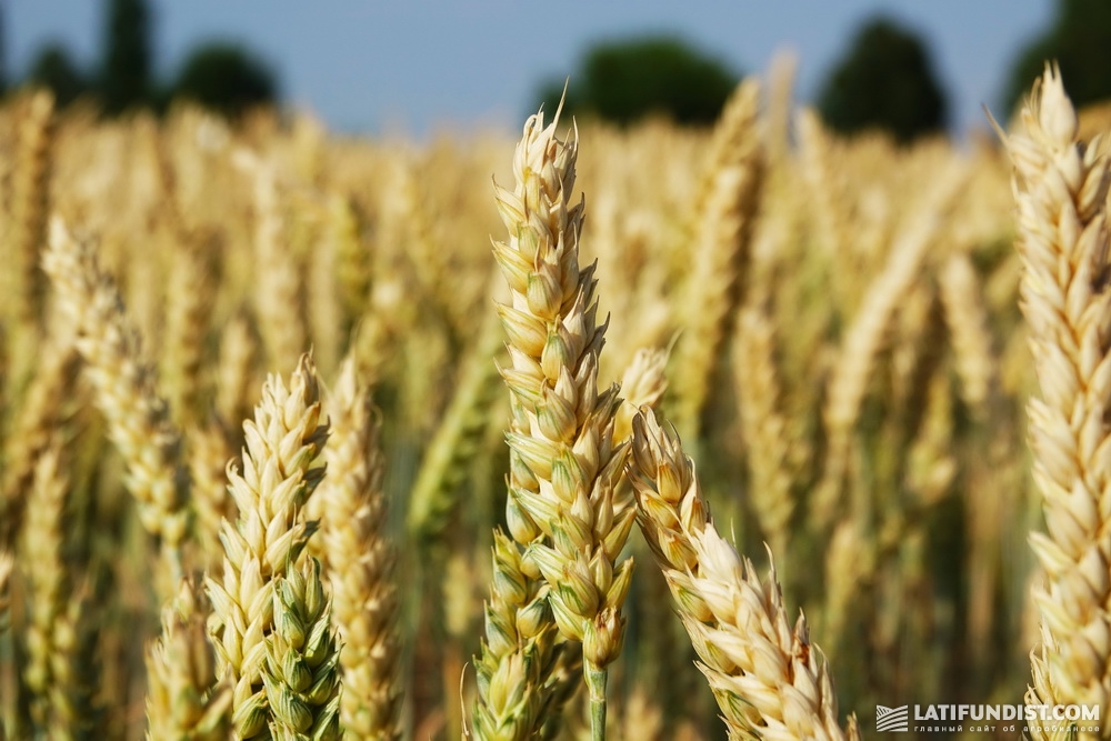 Пшеница на полях хозяйства «Славутич»