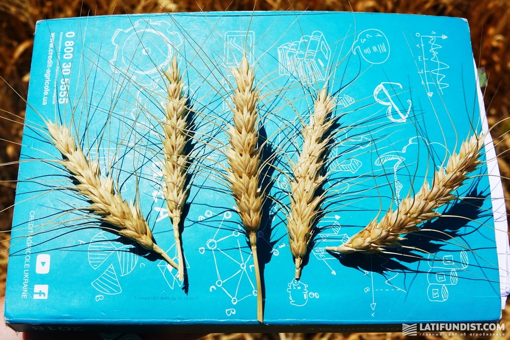 Пшеница сорта Ватажок