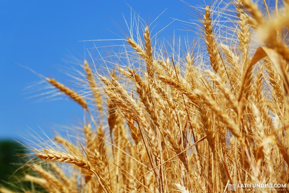 Пшеница на поле хозяйства «Перемога»