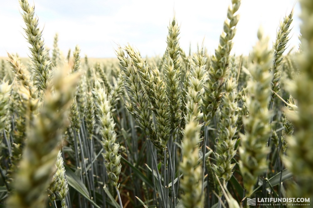 Поле пшеницы компании «Волынь-Зерно-Продукт»