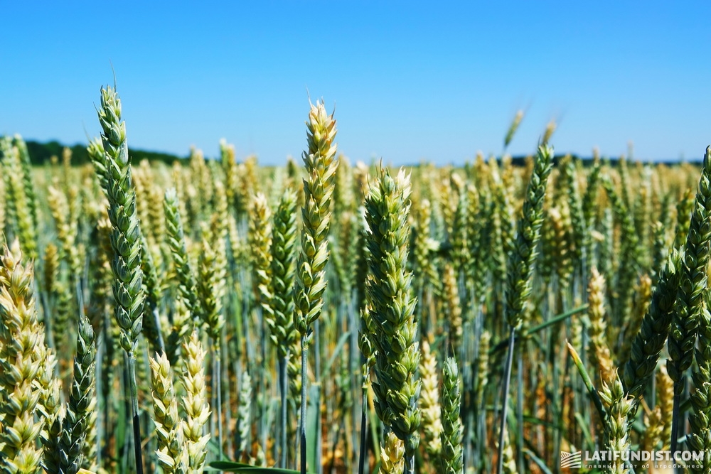 Пшеница хозяйства «Славутич»