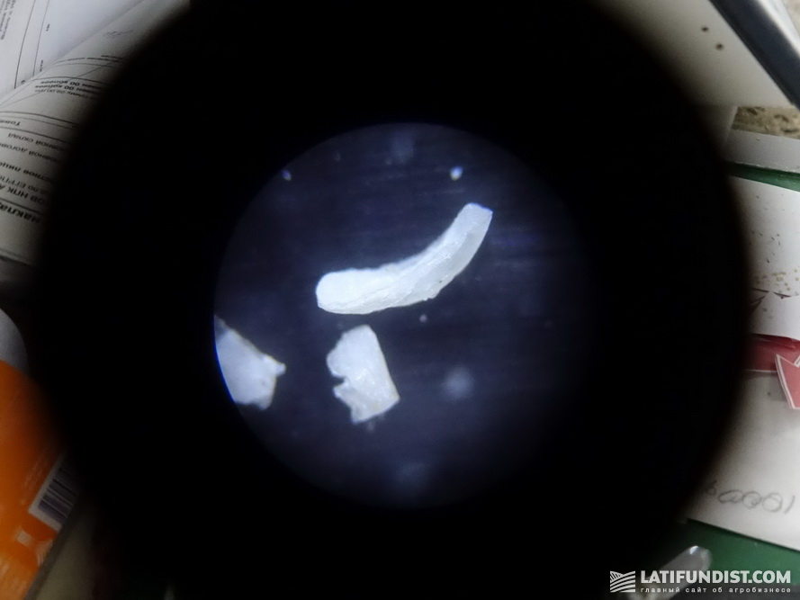 Зародыш амаранта под микроскопом