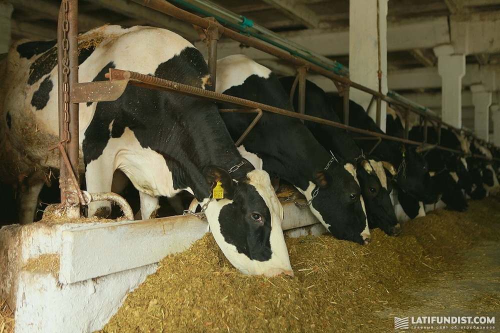 На ферме содержится 1300 голов крупного рогатого скота