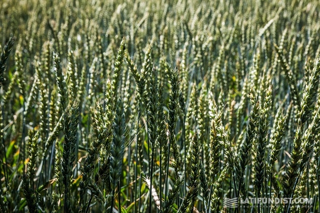 Пшеница на полях «Агро-Дибровки»