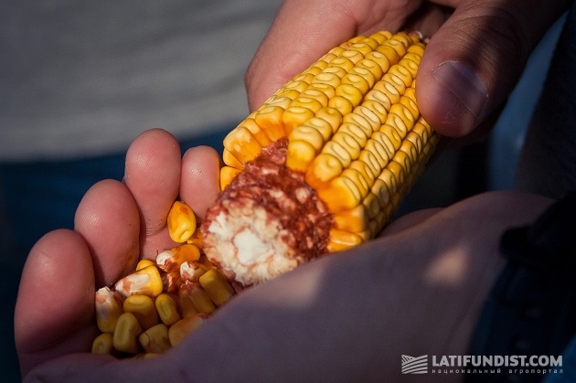 Образцовый кукурузный початок