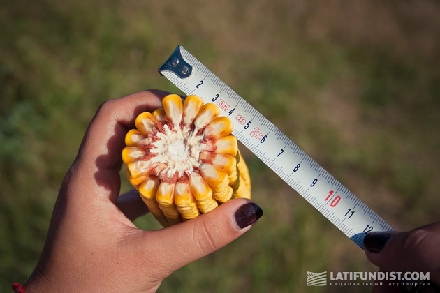 Измеряем кукурузку